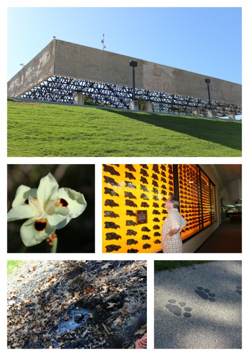 La_brea_tar_pits_collage