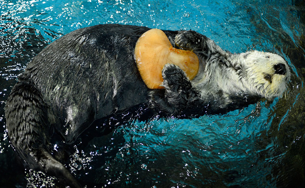 sea otter in love
