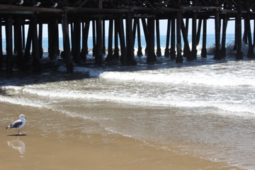 Santa Monica Pier, ocean, california