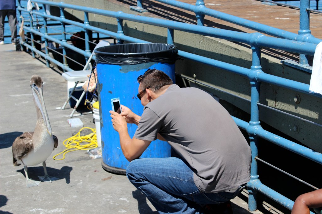 Santa Monica Pier pelican, California