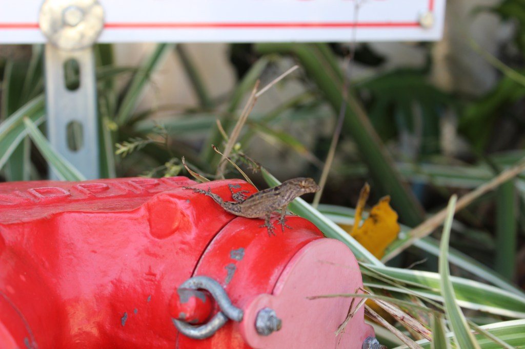 Hi little guy! Met along my walk in the neighborhood around Brickell. 
