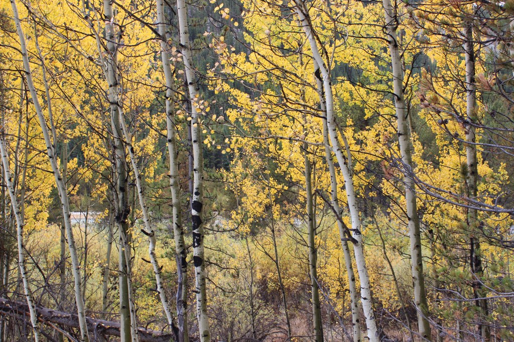 Aspens!