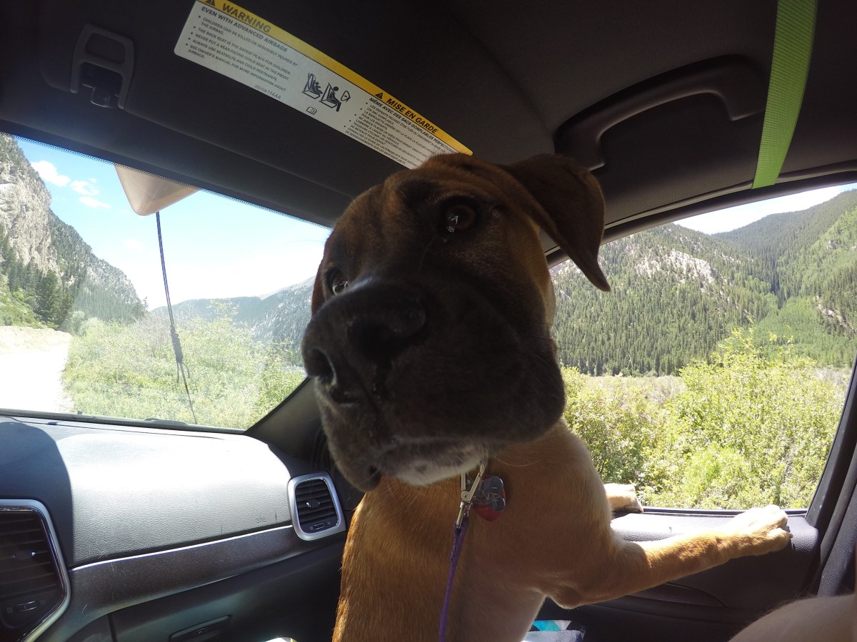 DCIM100GOPROGOPR0489.